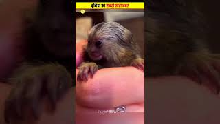 दुनिया का सबसे छोटा बंदर | Pygmy Marmoset #shorts#pygmy