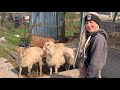 BELINDA GOT NEW SHEEP!!  Vlog 361