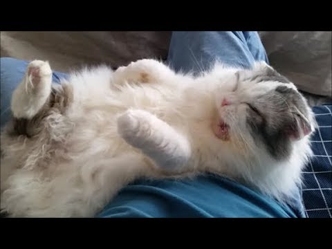 グイグイ甘えに来る白モフ猫もちとら - YouTube