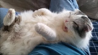 グイグイ甘えに来る白モフ猫もちとら