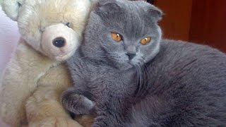 Кот опять гоняет медведя) Кот опять гоняет медведя)