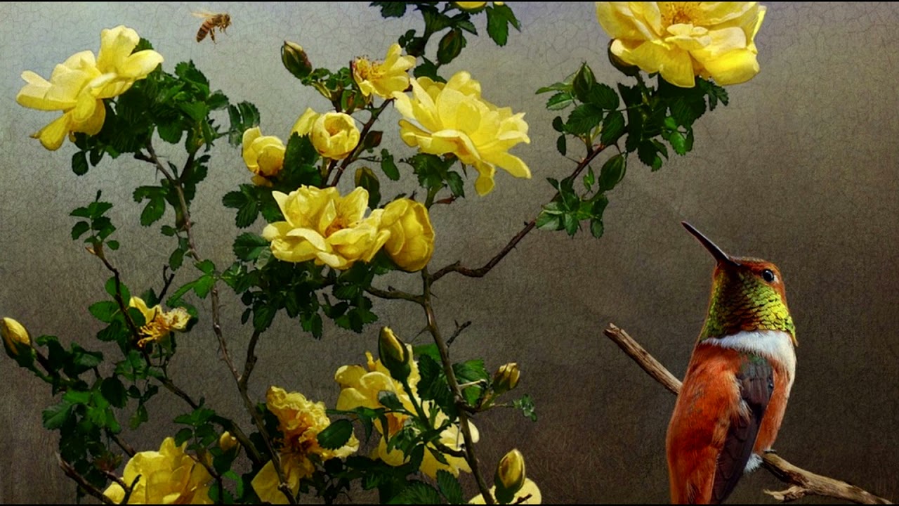 Yellow Rose of Texas - German Version (Gelbe Rose dort in Texas) - YouTube