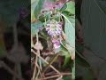 🌸 Orchid mantid. As the wind gusts, she russles along. Her plant is not grand, she IS the flower 🌸.