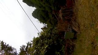 20190902-Trapping Squirrel (2)