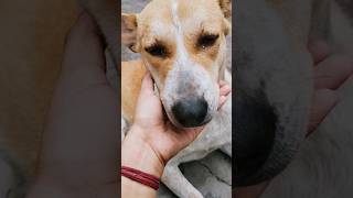 Day-122 :Gugu সকালবেলায় খেলতে এসেছে #youtubeshorts #funny #funnydogs #shortvideo #dog #cuteanimal