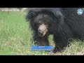 Kartick's Plea: The Urgent Need to Support Elderly Sloth Bears