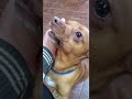 Коричневый #dog