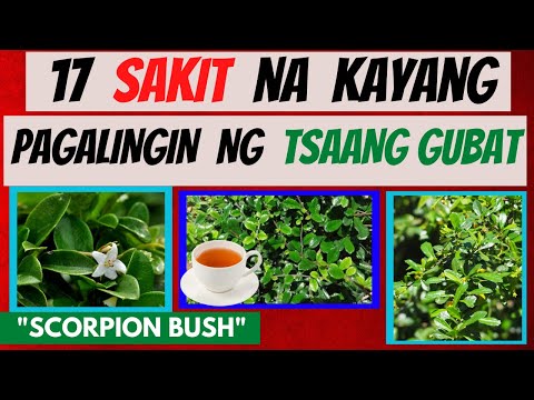Pandan Gubat Health Benefits