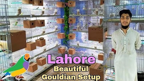 Gouldian Finch Setup || Visited in Lahore Pakistan | Zohaib SB