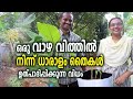 ഒരു വാഴക്കന്നിൽ നിന്ന് ഗുണമേന്മയുള്ള ധാരാളം വാഴ തൈകൾ ഉത്പാദിപ്പിക്കുന്ന വിധം