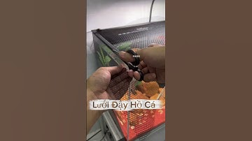 lưới đậy hồ cá, tiện lợi, xịn xò, dễ cho ăn và an toàn #guppyxanhlongxuyen #guppyxanhvn #guppyxanh