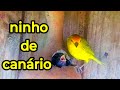 O ninho de canário