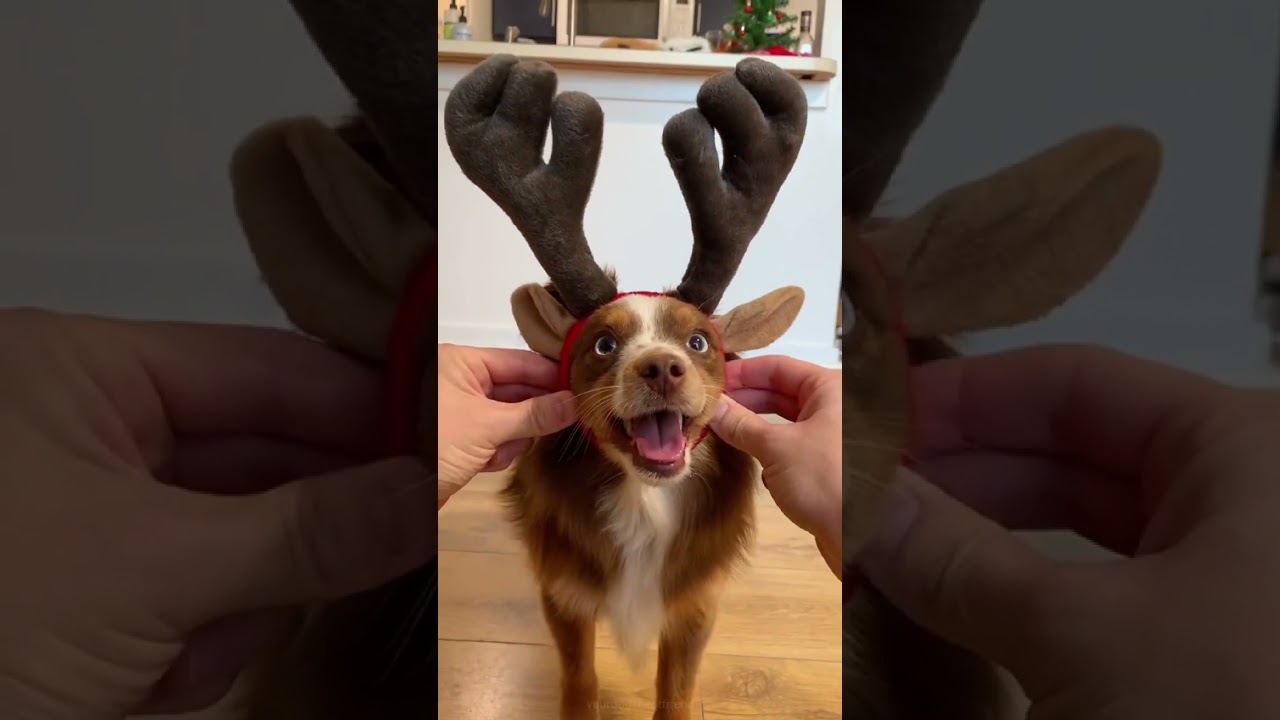 Try not to smile at these cute holiday dogs & cats 😊 🐱 🐈‍⬛ 