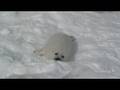 The noisy Harp seal pup