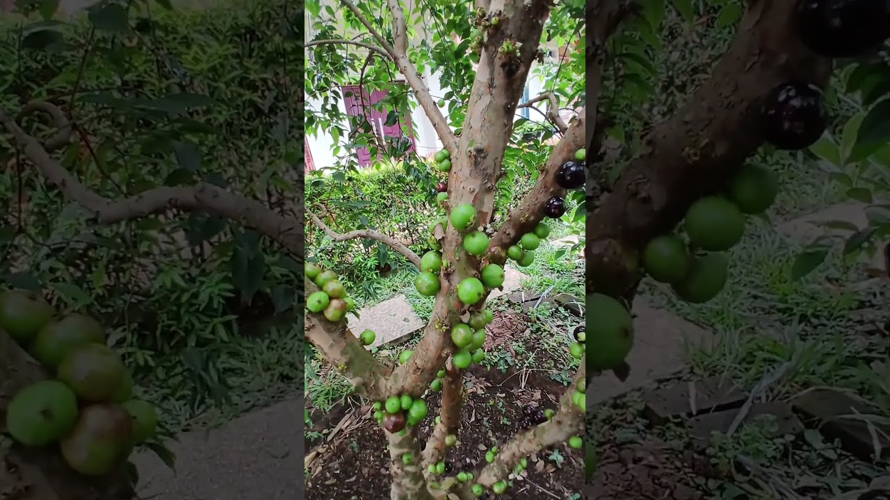 Masih Mentah Buahnya (Jaboticaba)