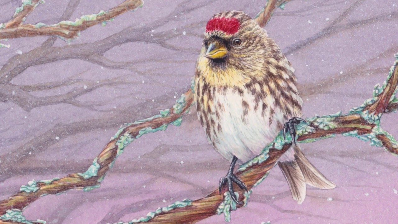 Female Common Redpoll Transparent Watercolor Time-lapse 