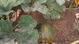 #Pumpkin Patch Update #2 🎃