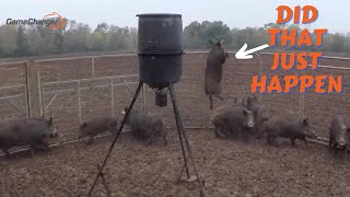 Trapping 14 wild pigs / Farmer Called with Wild Boar problem / Game Changer Jr Hog Trap