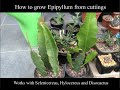 How to grow epiphyllum from cuttings with results also works with selenicereus and disocactus