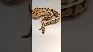Redstripe Spotnose yellowbelly het Clown Ballpython