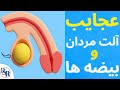 جالبترین نکات اندام تناسلی مردان و بیضه ها سایز آلت تناسلی مردان ارگاسم مردان زود انزالی