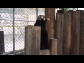 レッサーパンダ飼育記録☆東北サファリパーク☆.m2ts