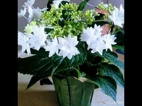 الصلاة والسلام عليك يا رسول الله للشيخ طه الفشني