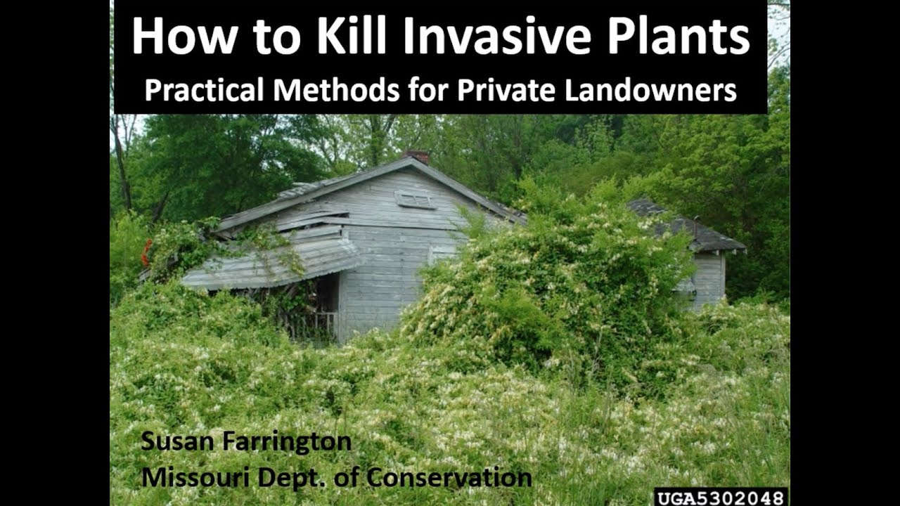 How to Kill Invasive Plants February 2023 YouTube