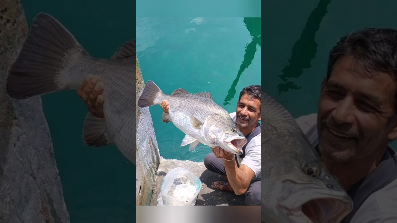 Amazing Big Fish Catching 