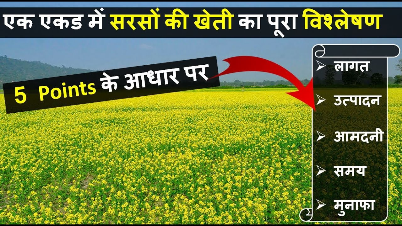 सरसों की खेती कब और कैसे करें Sarso ki kheti Mustard Farming