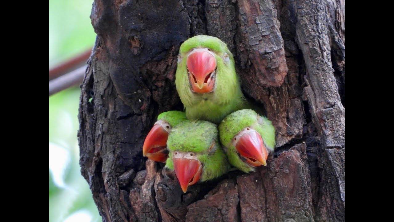 Nest & Chicks: Rose Ringed Parakeet/ Ring Necked Parrot Nest & Chicks/ Ring Necked Parakeet Babies