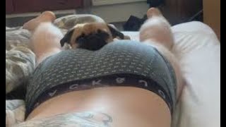 Funny Dogs And Cats Videos 2024 😅 - Best Funniest Animal Videos Of The week #2024 by Yuppy Pets 16 views 2 months ago 12 minutes, 33 seconds