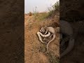 Indian Python vs Monitor lizard Rescue #fbreelsviral #highlightseveryone #python #lizard