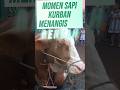 Sapi kurban menangis 😭 #ytshorts #sapi #sapikurban