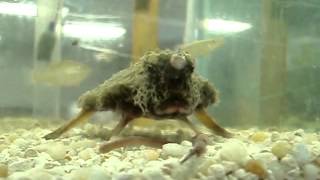 BATFISH FEEDING CEDAR KEY SCIENCE LAB