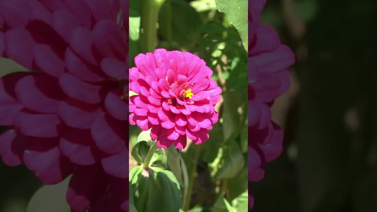 Dix Park is Another Reason to Relocate to Raleigh, NC