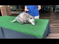 Aquarium at Home: Awesome Opossum