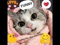 Funny Cats Compilation!!! Cute funny moment with this cute animals 😍😍😍😍😍