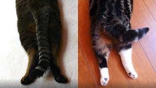 まるとはなの後姿。-Back figures of Maru&Hana.-