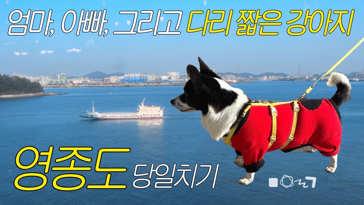 영종도 당일치기 vlog | 우리집 깜찍이와의 여행은 우리 가좍 필승 힐링법 🛁 | 반려견 동반 식당, 쌈밥, 공원 산책, 오션뷰 카페, 소금빵