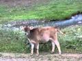 Cows returning from pasture at dusk