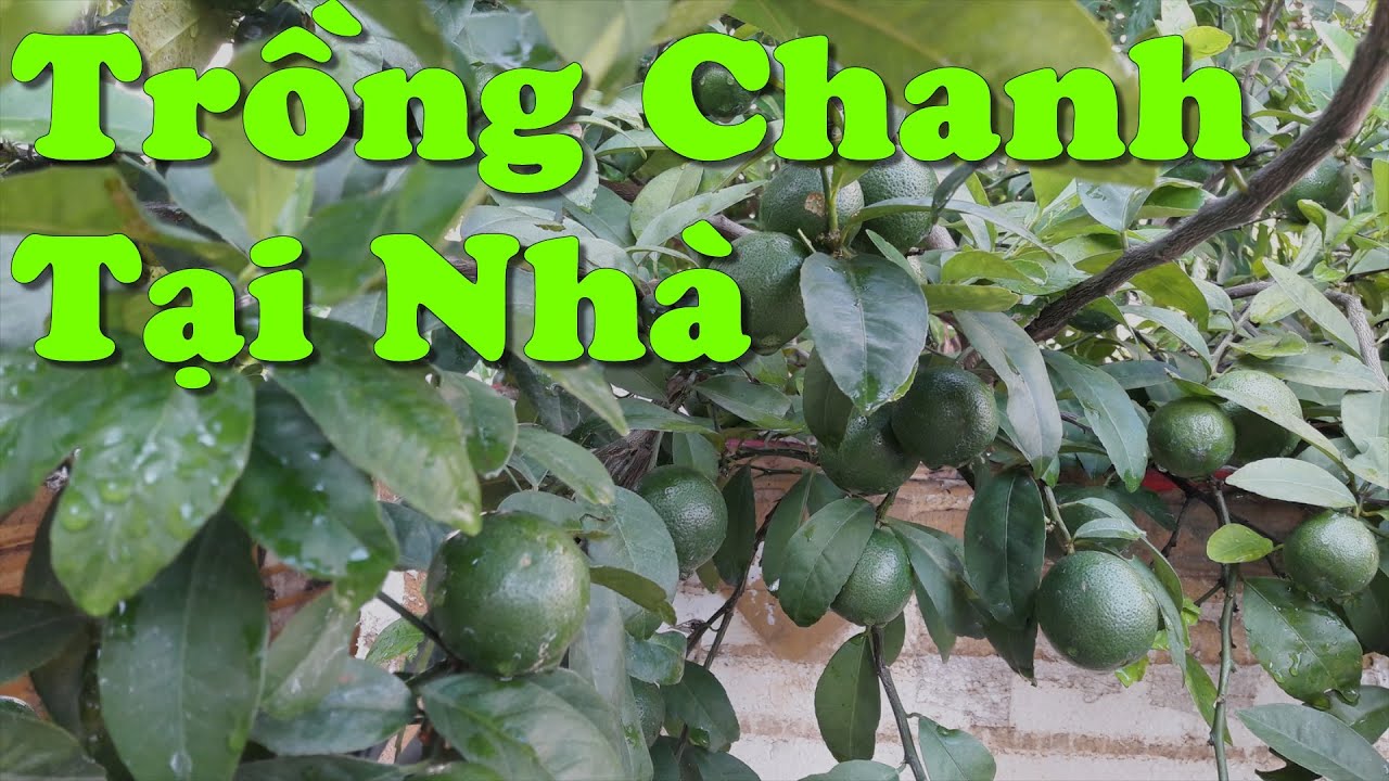 Cách Trồng Và Chăm Sóc Cây Chanh Tại Nhà
