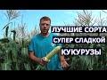 Лучшие сорта супер сладкой кукурузы