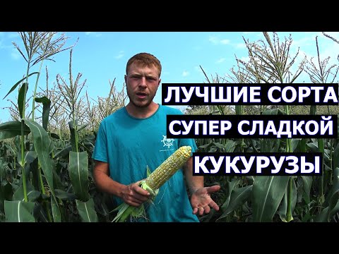 Видео: Посадка сладкой кукурузы: узнайте о различных видах культур сладкой кукурузы