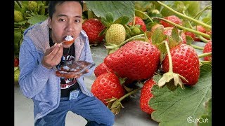 Strawberry picking Miaoli taiwan