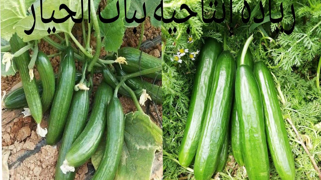 زيادة إنتاجية نبات الخيار