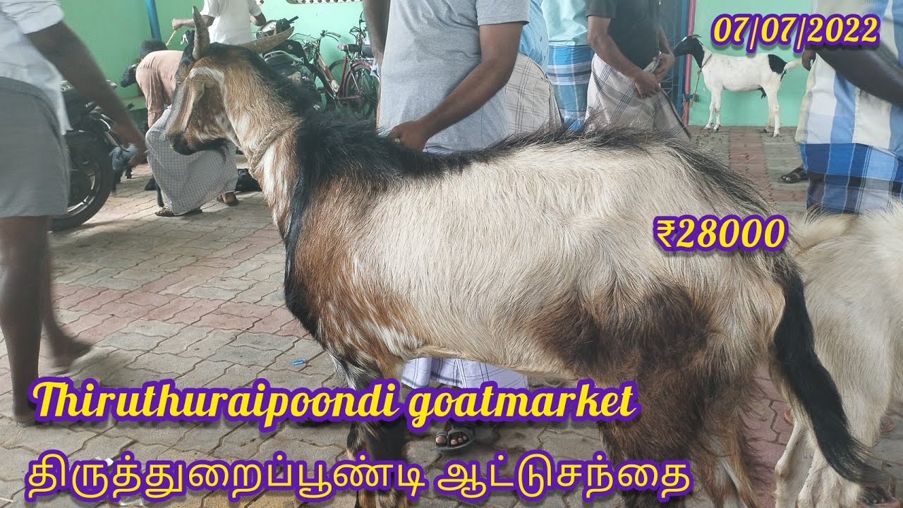 திருத்துறைப்பூண்டி ஆட்டுசந்தை| Thiruthuraipoondi goatmarket|@Deltakaalnadaisanthai #tamilnadu