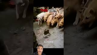 Cats vs dogs #cat #dog #shortsfeed #viral #trending