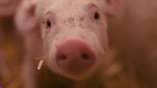 ALC 422-PSA Why We Should Stop Using Farrowing Crates in the Hog Industry.