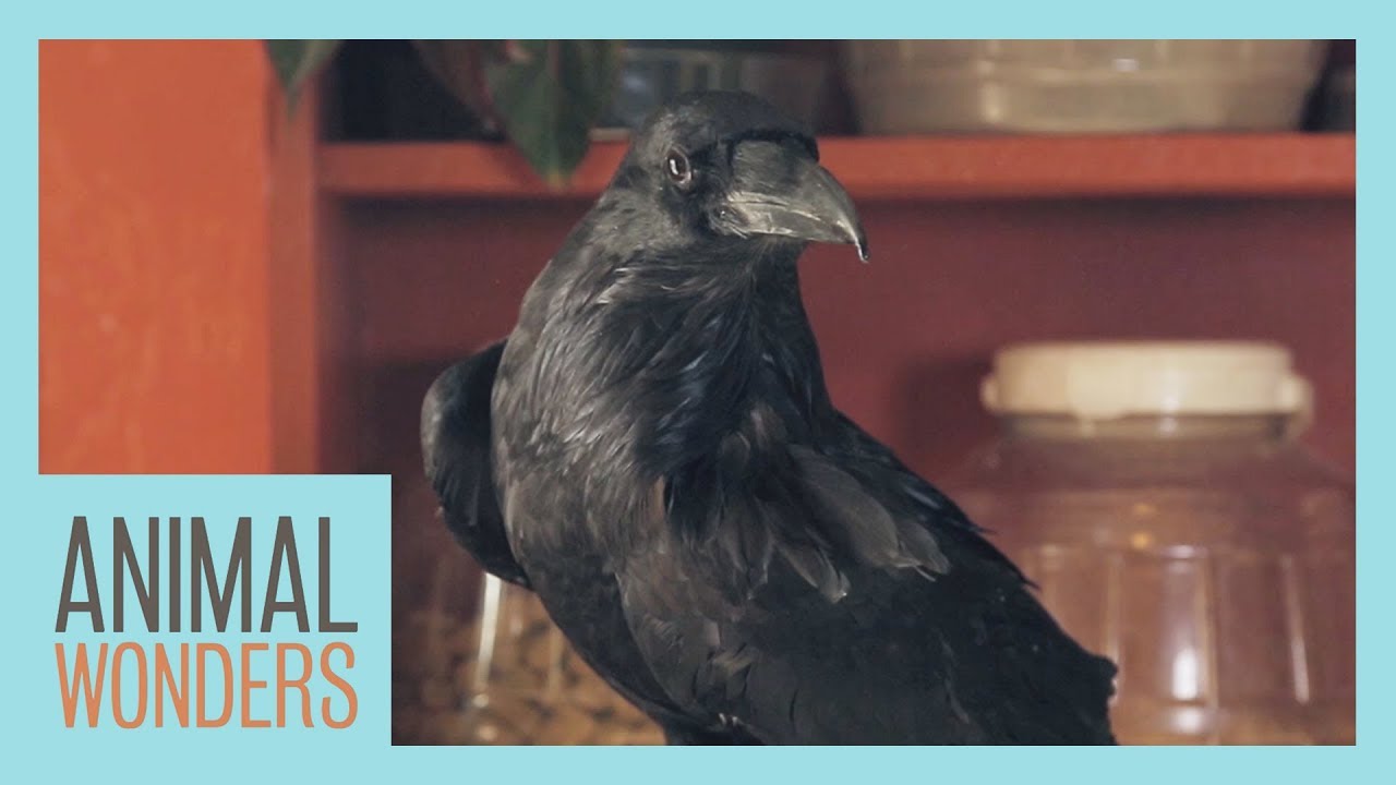 wondershare uniconverter Do We Release Our Animals?